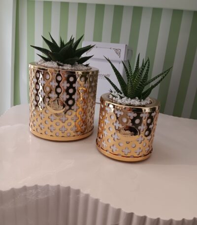 Portapiantina Gold di Baratti